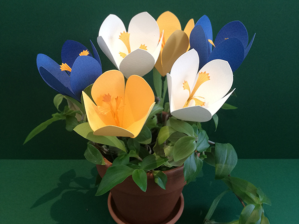 Crocus, fleurs en papier, vue d’ensemble des différents coloris mis en pot