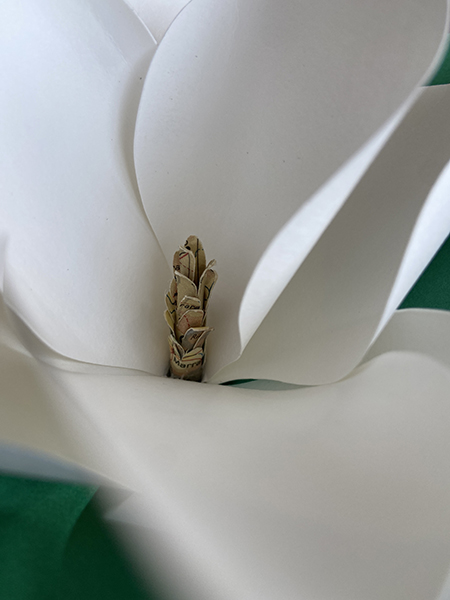 Détail d'une fleur de magnolia avec pistil découpé dans un atlas ancien, planche Maroc