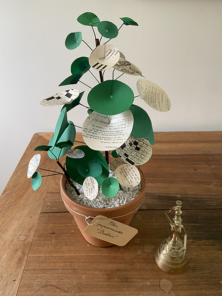 Pilea peperomioïdes Beatrix, plante entière sur site