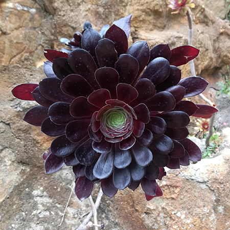 Succulente, Jardin exotique Pallanca à Bordighera
