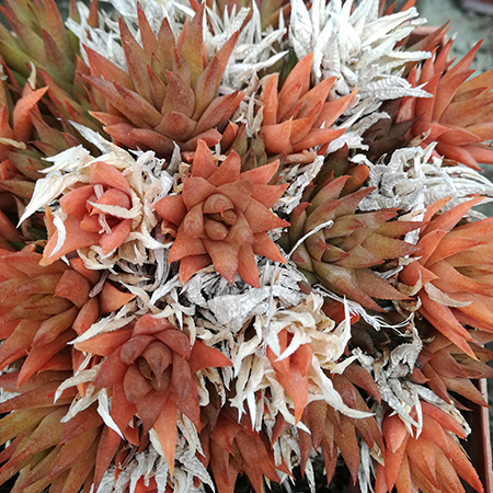 Succulente, Jardin exotique Pallanca à Bordighera