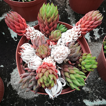 Succulente, Jardin exotique Pallanca à Bordighera