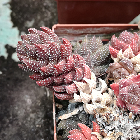 Succulente, Jardin exotique Pallanca à Bordighera