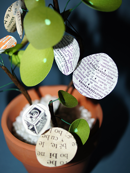 Pilea peperomioïdes Gloria, détail de dictionnaire sur la photographie